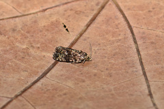 Selenodes karelica