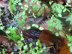 Geranium robertianum