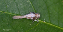 Agalmatium bilobum