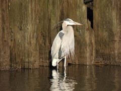 Ardea herodias