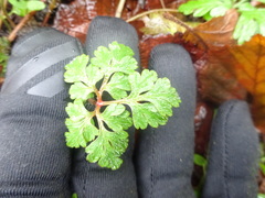 Geranium robertianum