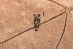 Selenodes karelica