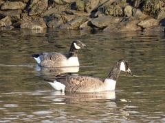 Branta canadensis