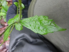 Geum