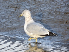 Larus delawarensis