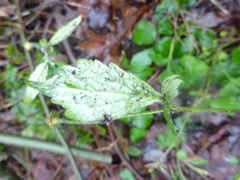 Geum