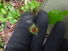 Geum