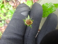 Geum