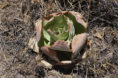 Aloe imalotensis imalotensis