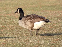 Branta canadensis