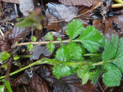 Geum