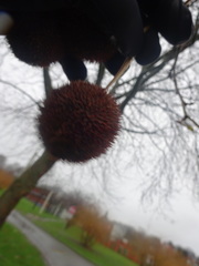 Platanus × hispanica