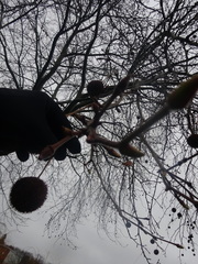 Platanus × hispanica