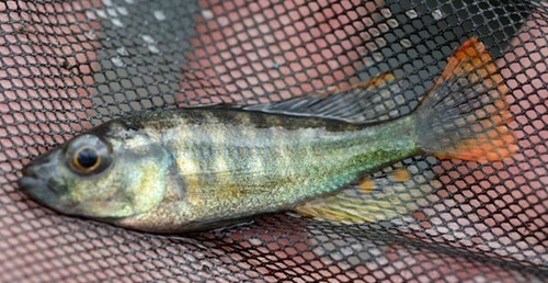 Roodvlek-cichlide (Haplochromis erythromaculatus) — Cichlidae
