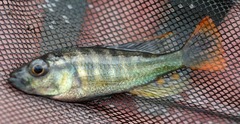 Haplochromis erythromaculatus