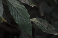 Justicia wynaadensis