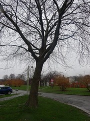 Platanus × hispanica