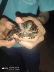 Caprimulgus asiaticus