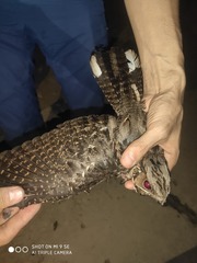 Caprimulgus asiaticus