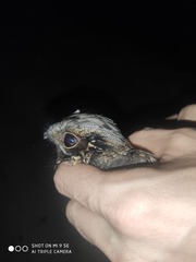 Caprimulgus asiaticus