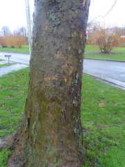 Platanus × hispanica