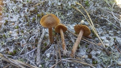 Inocybe lacera