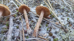Inocybe lacera