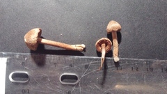 Inocybe lacera