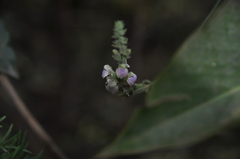 Justicia wynaadensis