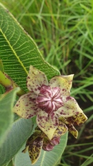 Pachycarpus natalensis