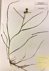 Sparganium hyperboreum