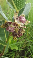 Pachycarpus natalensis