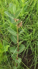 Pachycarpus natalensis