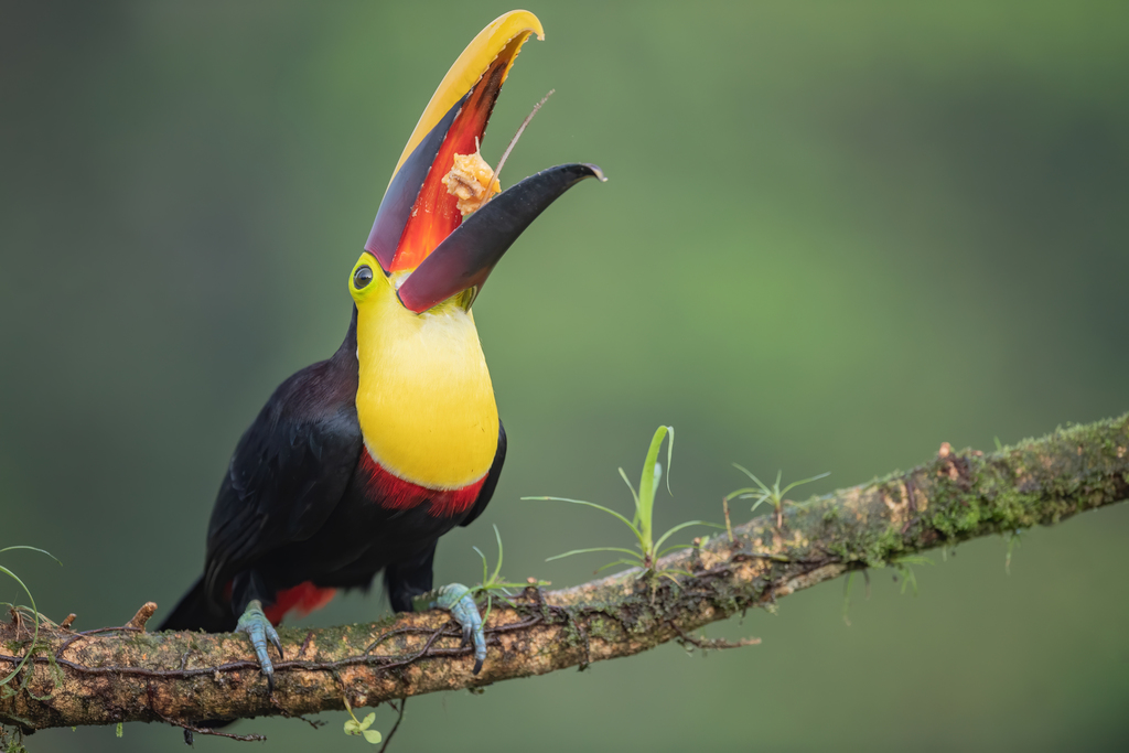 Yellow-throated Toucan