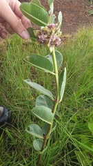 Pachycarpus natalensis