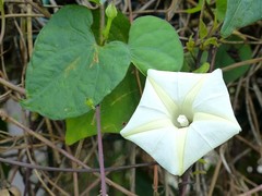 Ipomoea obscura image