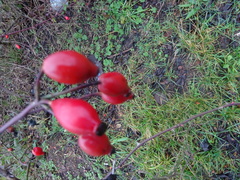 Rosa canina