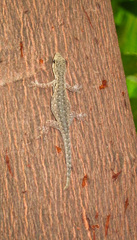 Lygodactylus