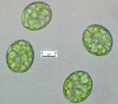 Euglena texta