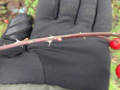 Rosa canina