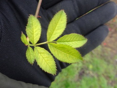 Rosa canina