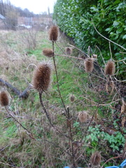 Dipsacus fullonum