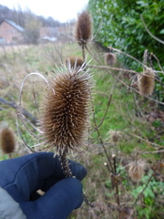 Dipsacus fullonum