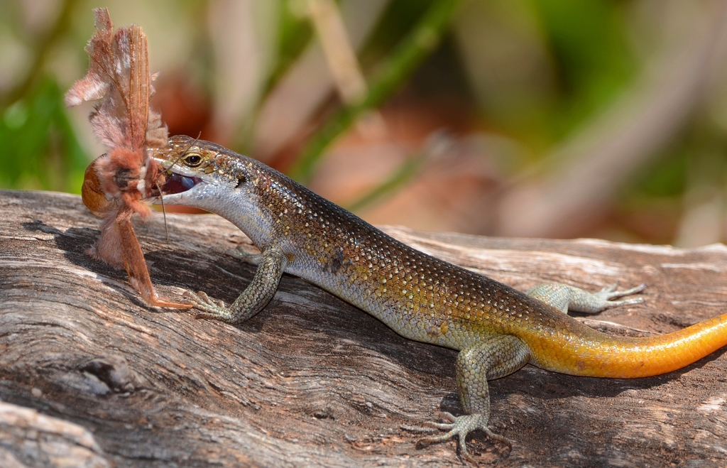 African Five-Lined Skink