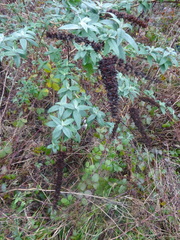 Buddleja davidii