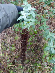 Buddleja davidii