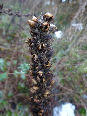 Verbascum