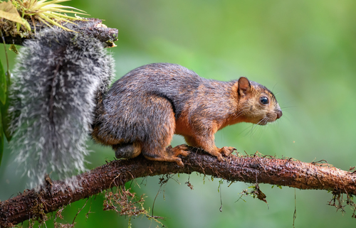 Variegated Squirrel