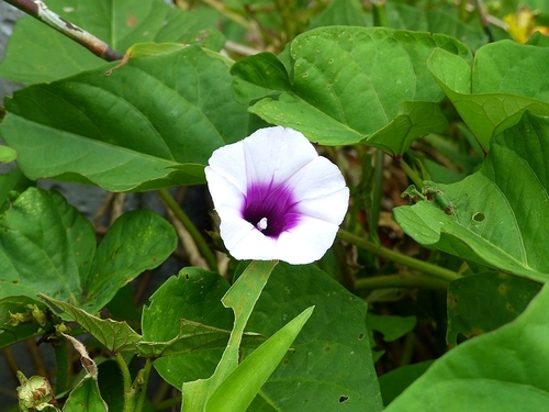 Ipomoea batatas image