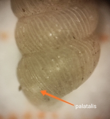 Truncatellina callicratis